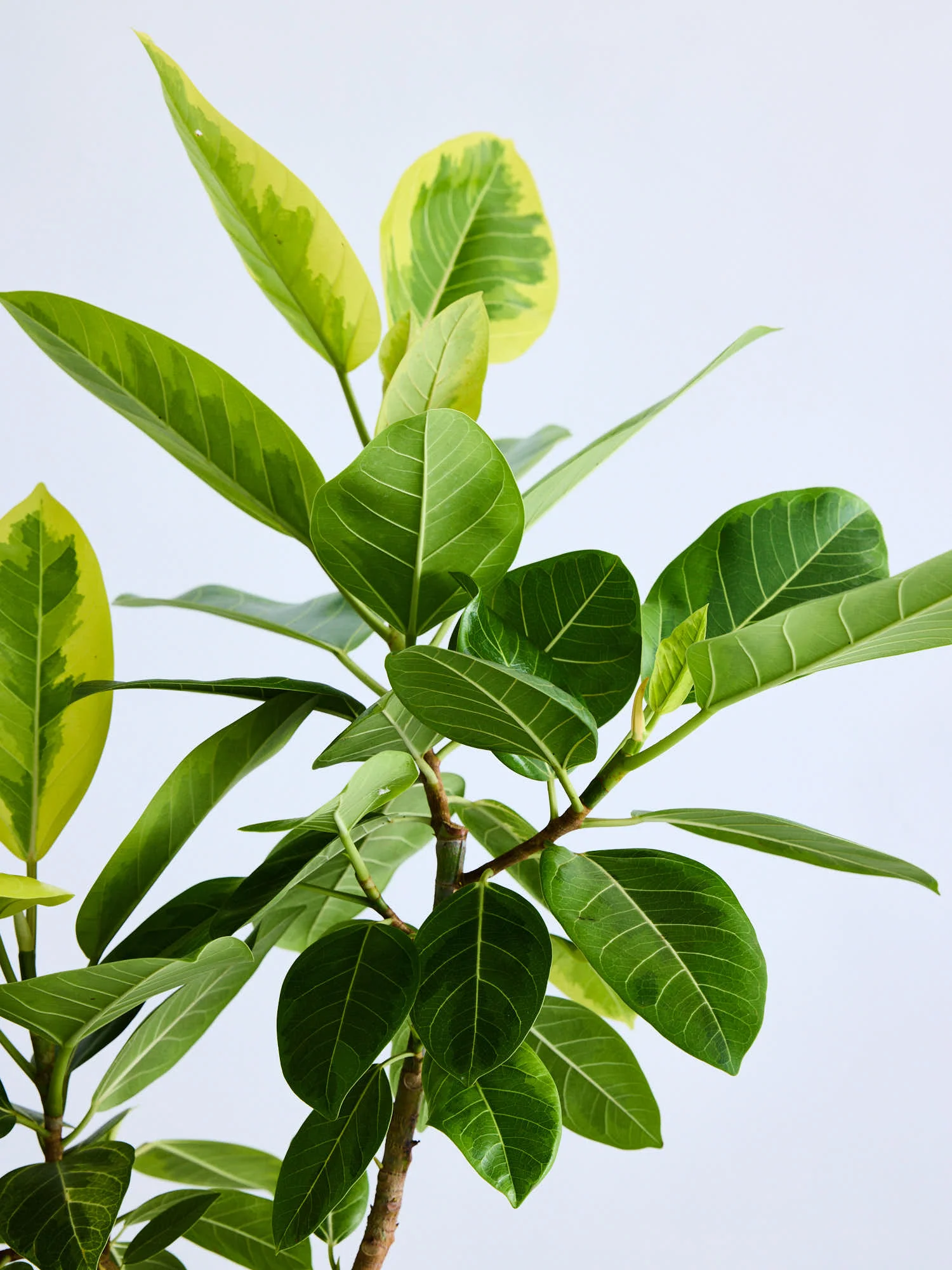 フィカス・アルテシマ