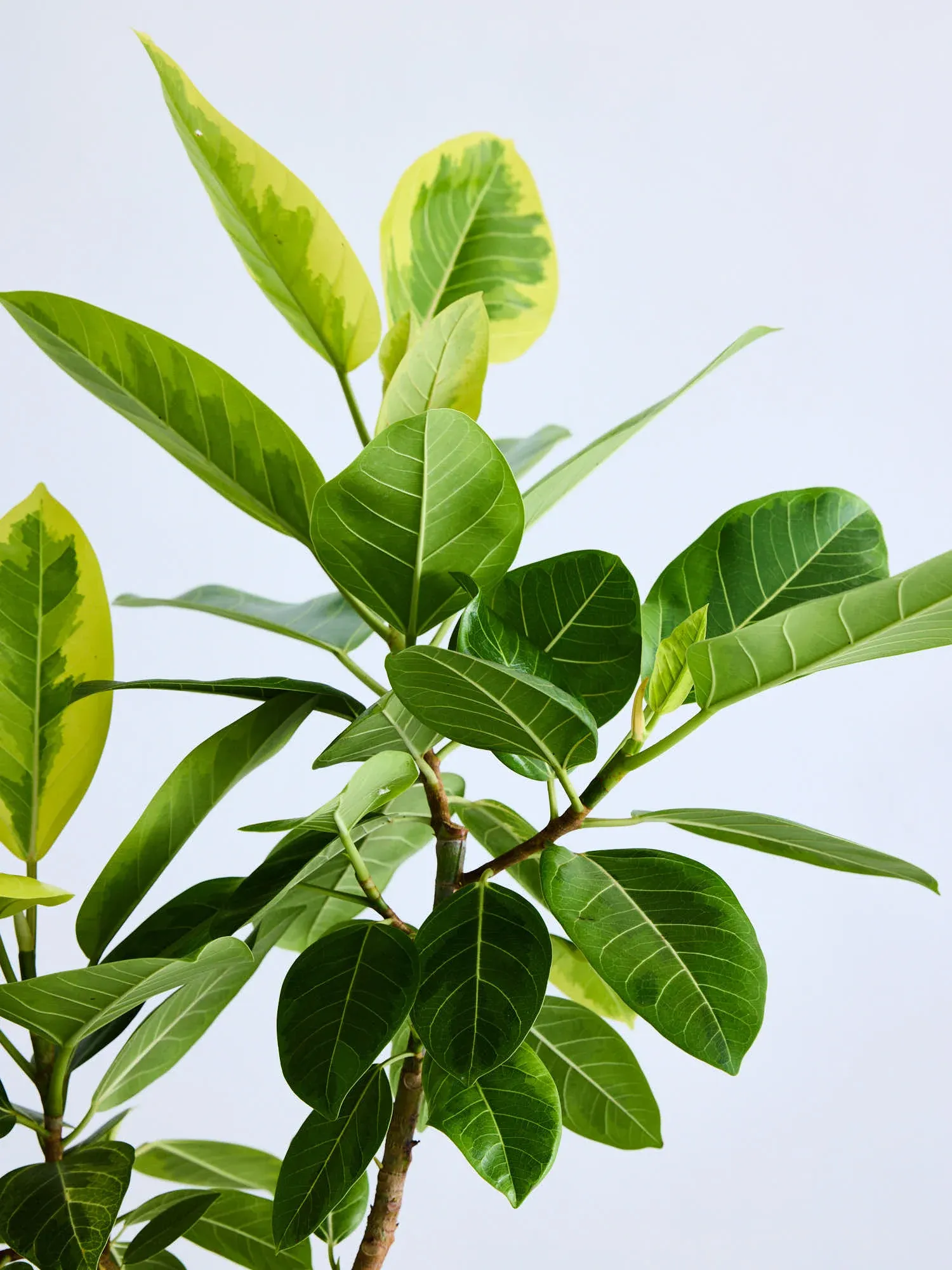 フィカス・アルテシマ