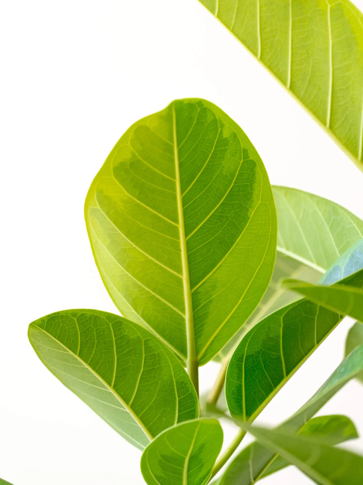 フィカス・アルテシマ