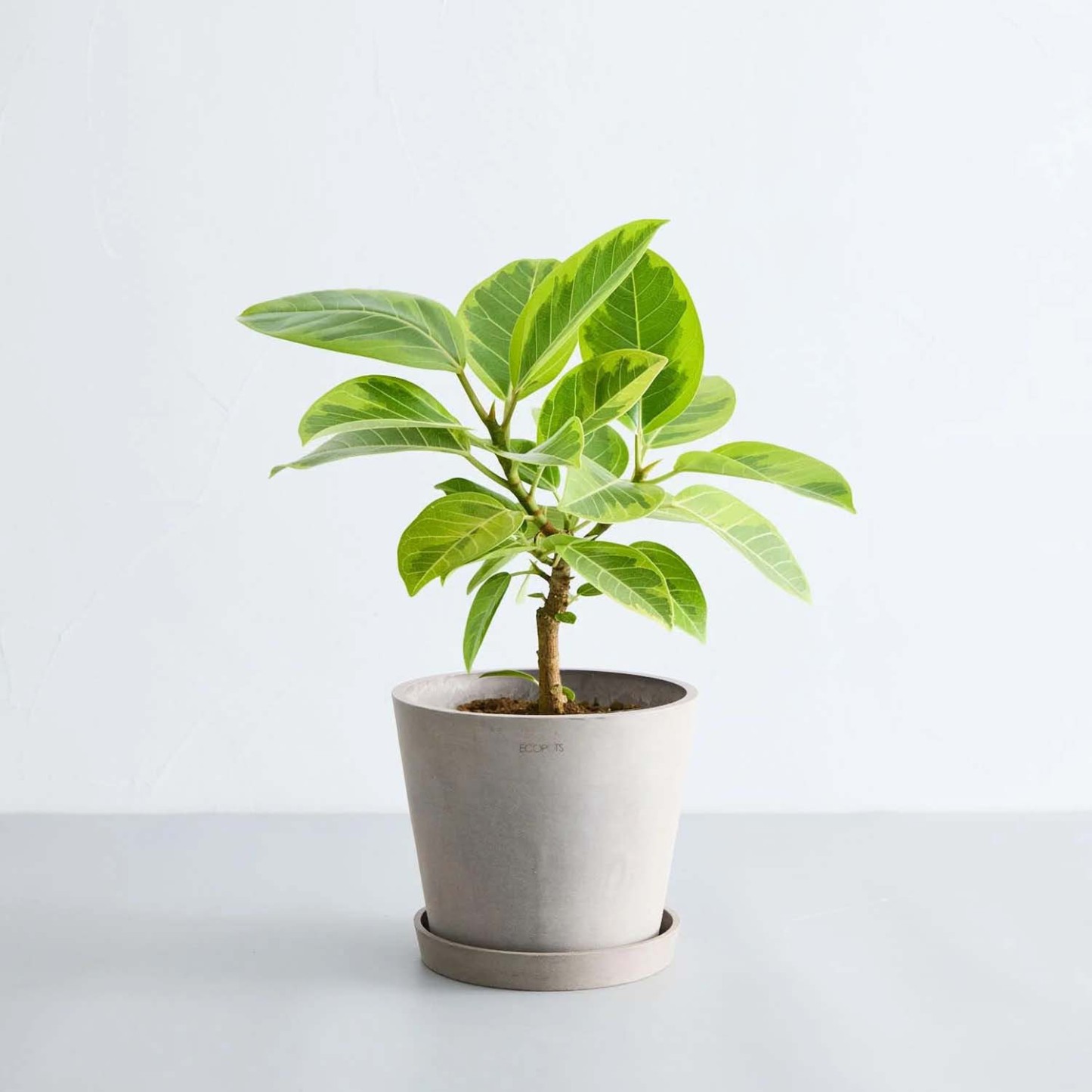 フィカス・アルテシマ