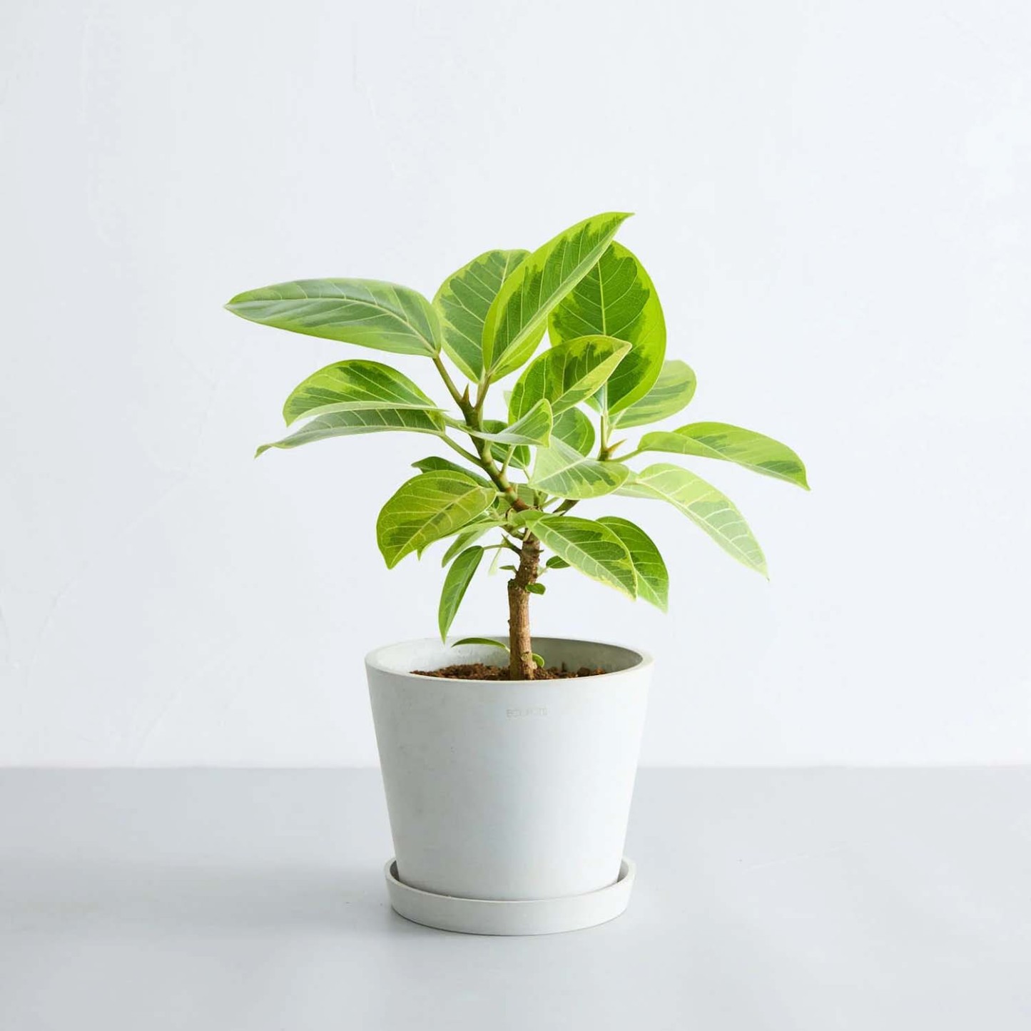 フィカス・アルテシマ