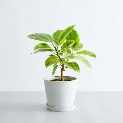 フィカス・アルテシマ