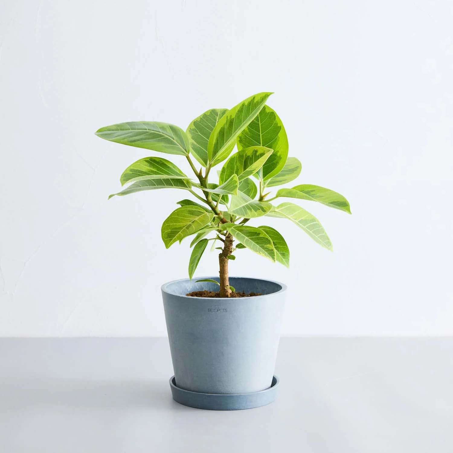 フィカス・アルテシマ