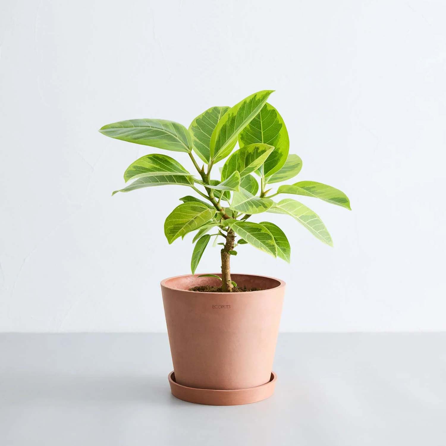 フィカス・アルテシマ | 初心者でも安心の育てやすさと風水効果 – CAGUUU