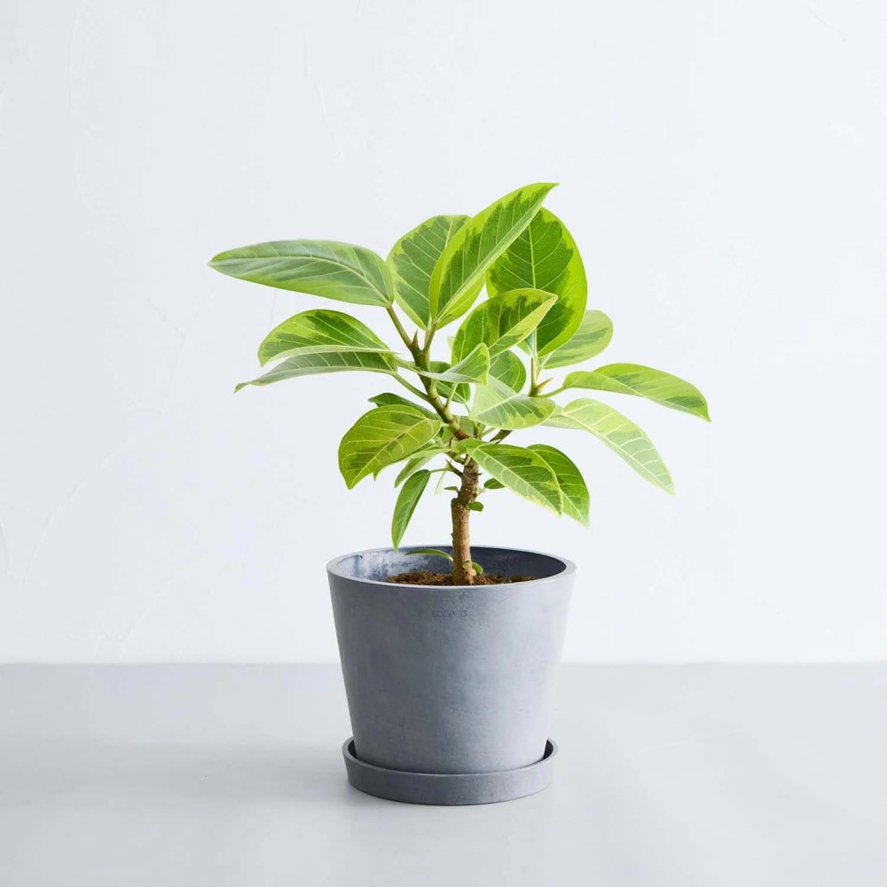 altissimaフィカス Ficus フィカス　アルテシマ　1 アルテシマ5号 JOURNAL GREENLife - フィカス