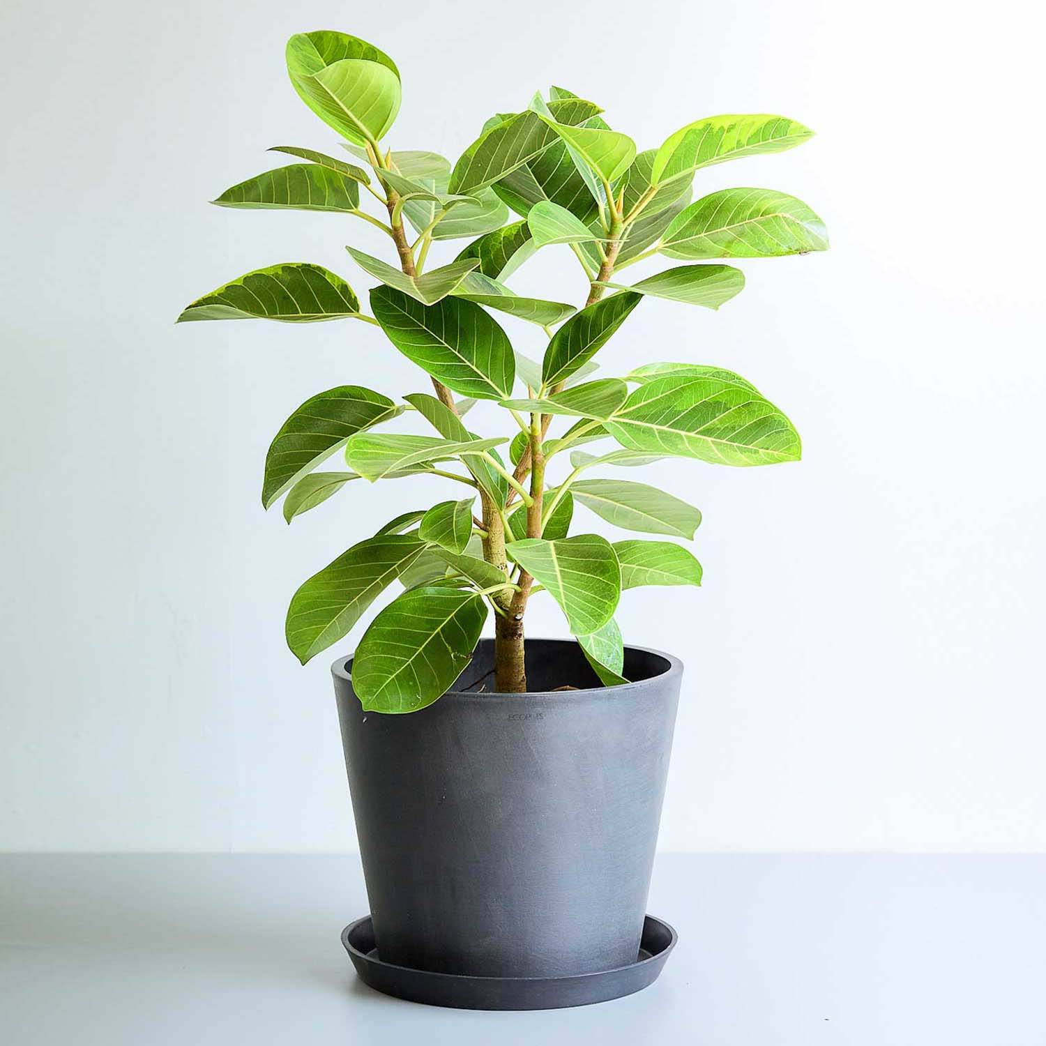 フィカス・アルテシマ | 初心者でも安心の育てやすさと風水効果 – CAGUUU