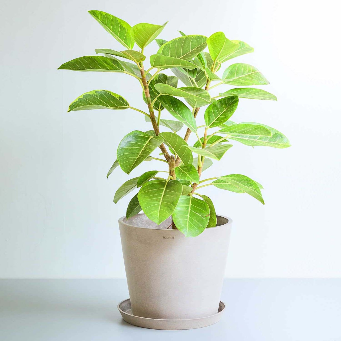 フィカス・アルテシマ