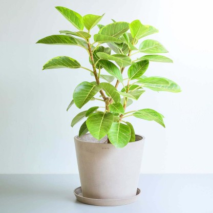 フィカス・アルテシマ