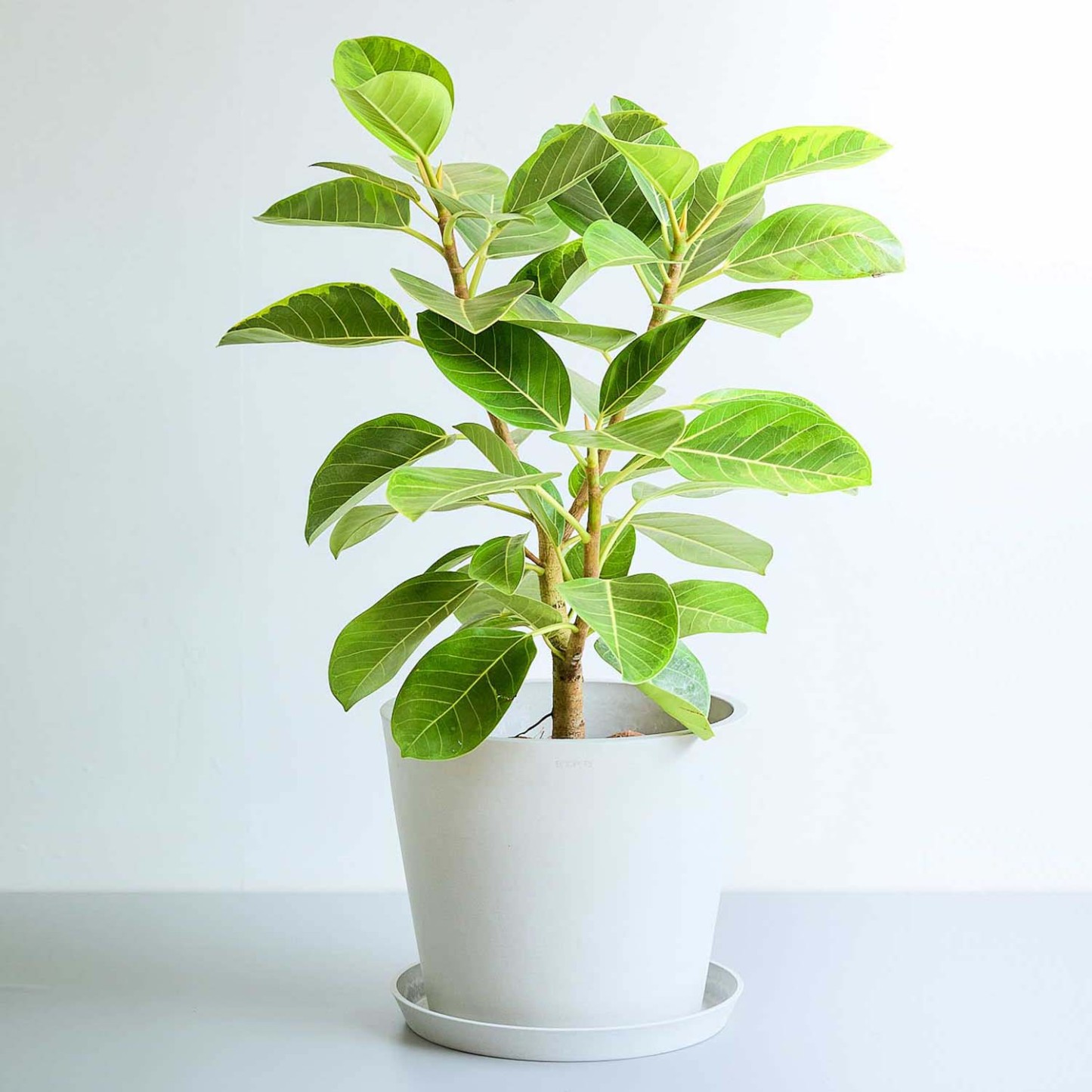 フィカス・アルテシマ