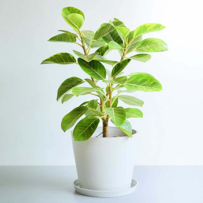 フィカス・アルテシマ