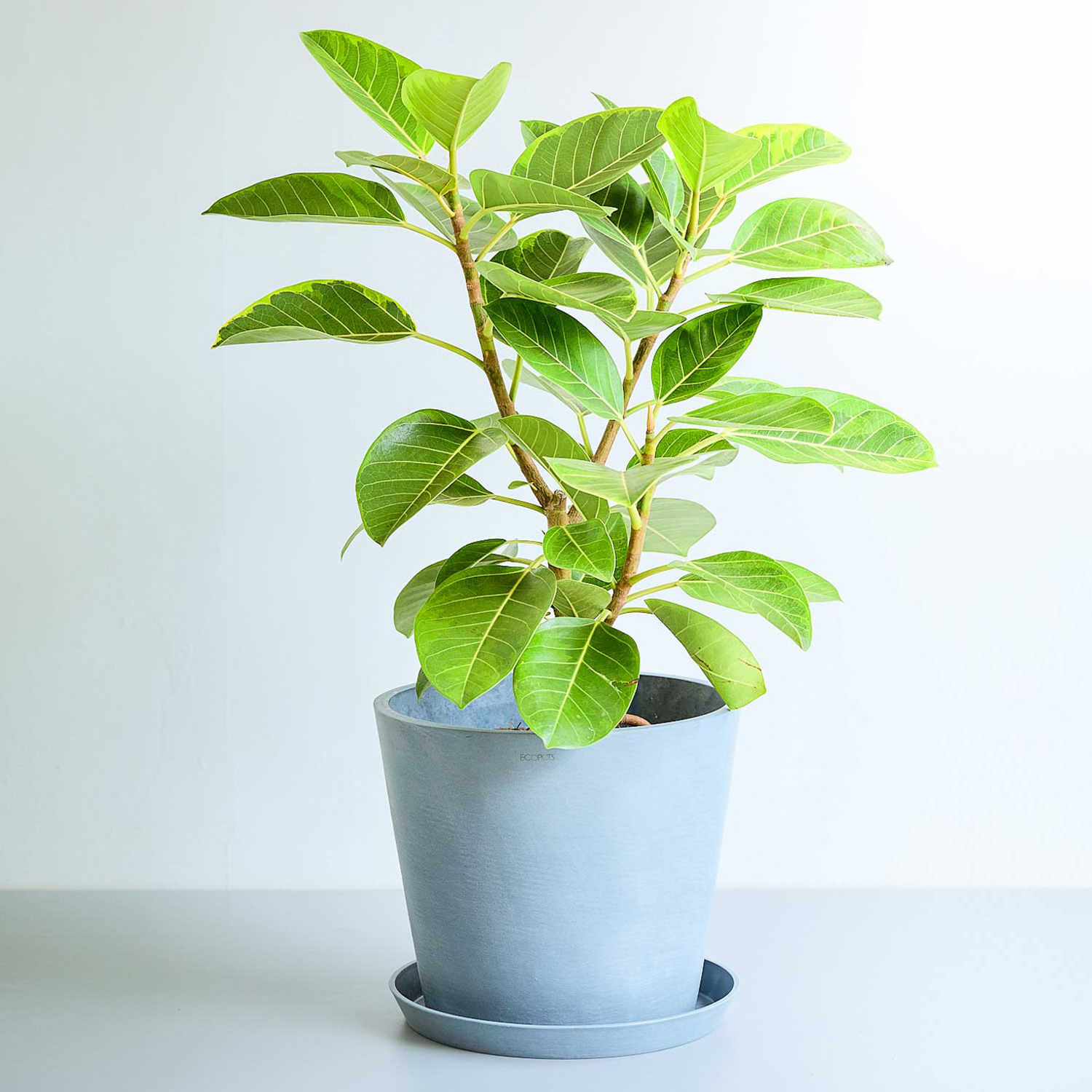 フィカス・アルテシマ