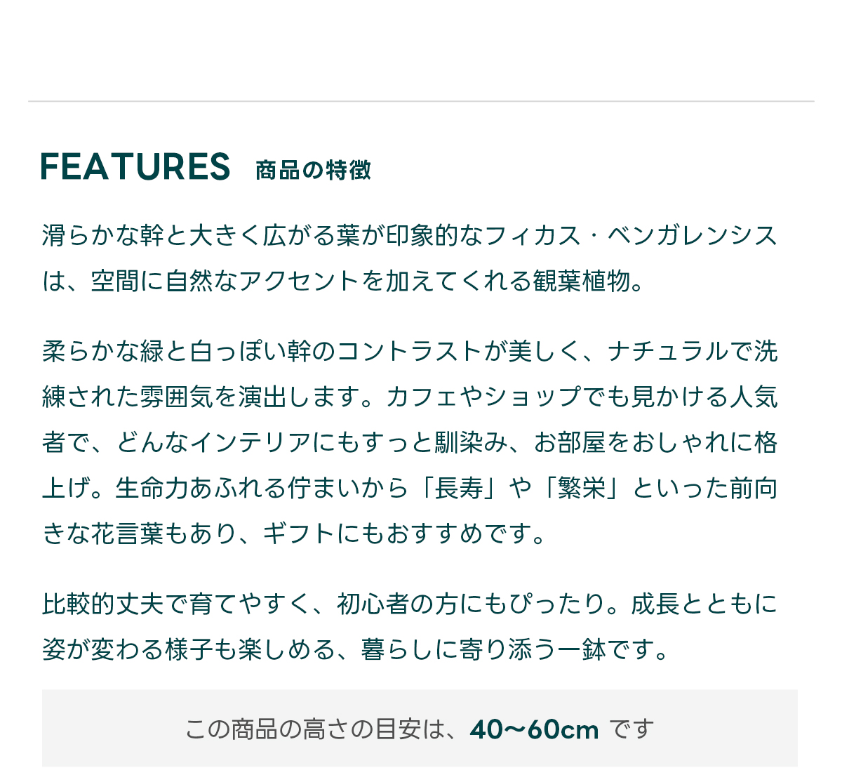 FEATURES商品の特徴 滑らかな幹と大きく広がる葉が印象的なフィカス・ベンガレンシスは、空間に自然なアクセントを加えてくれる観葉植物。  柔らかな緑と白っぽい幹のコントラストが美しく、ナチュラルで洗練された雰囲気を演出します。カフェやショップでも見かける人気者で、どんなインテリアにもすっと馴染み、お部屋をおしゃれに格上げ。生命力あふれる佇まいから「長寿」や「繁栄」といった前向きな花言葉もあり、ギフトにもおすすめです。  比較的丈夫で育てやすく、初心者の方にもぴったり。成長とともに姿が変わる様子も楽しめる、暮らしに寄り添う一鉢です。  この商品の高さの目安は、 40〜60cm です
