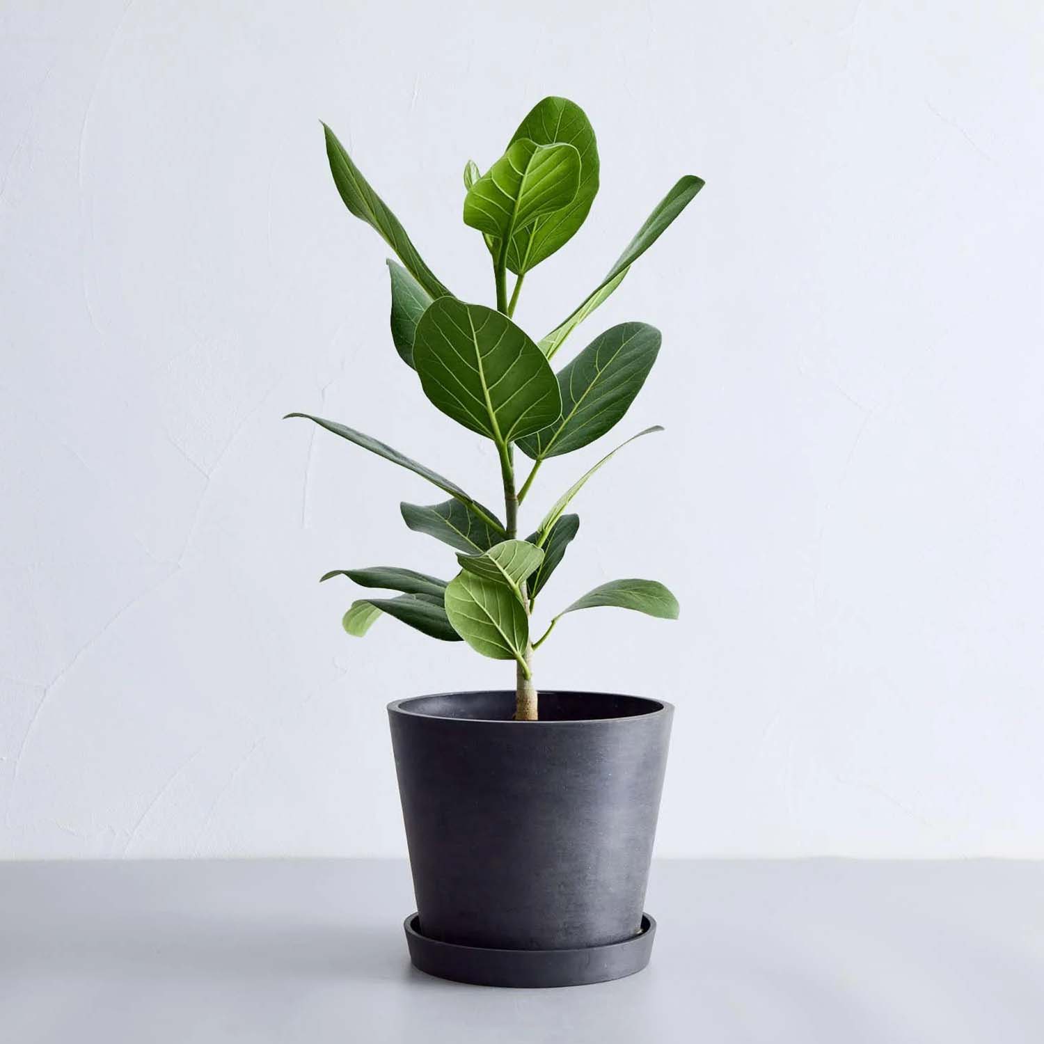 フィカス・ベンガレンシス | 自然なアクセントで洗練された空間演出