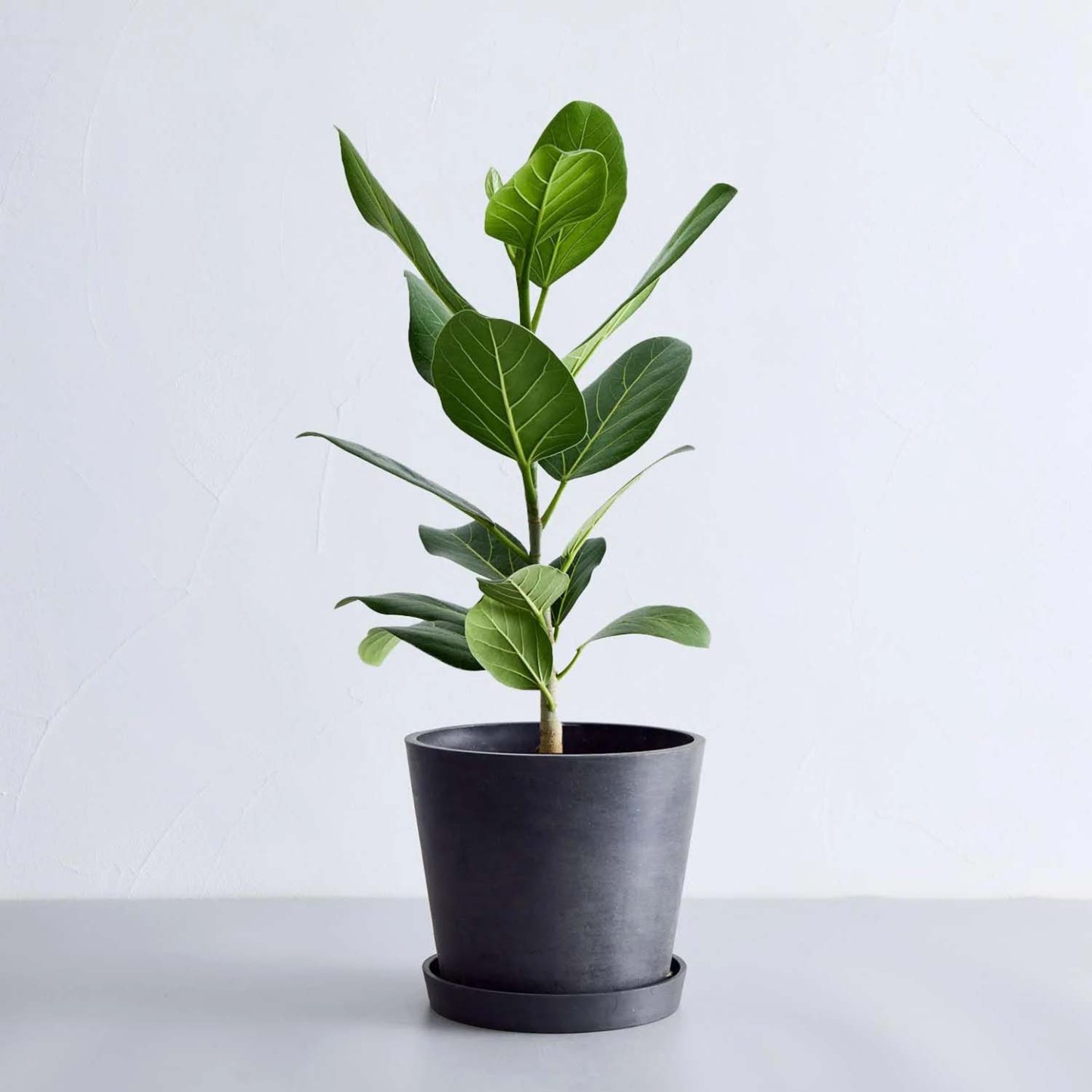 フィカス・ベンガレンシス