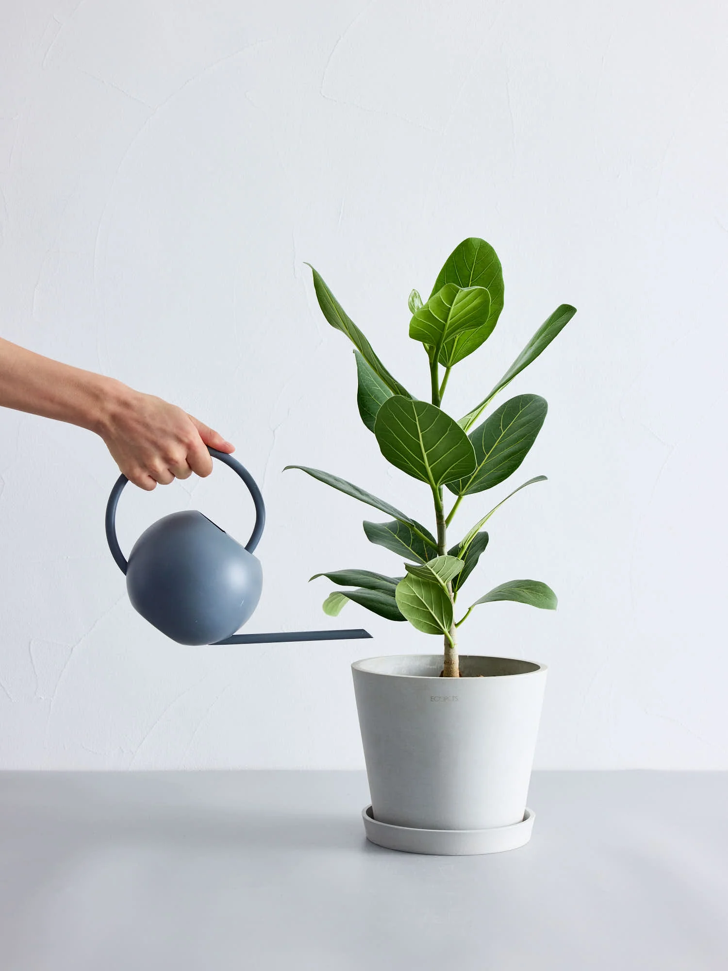 フィカス・ベンガレンシス