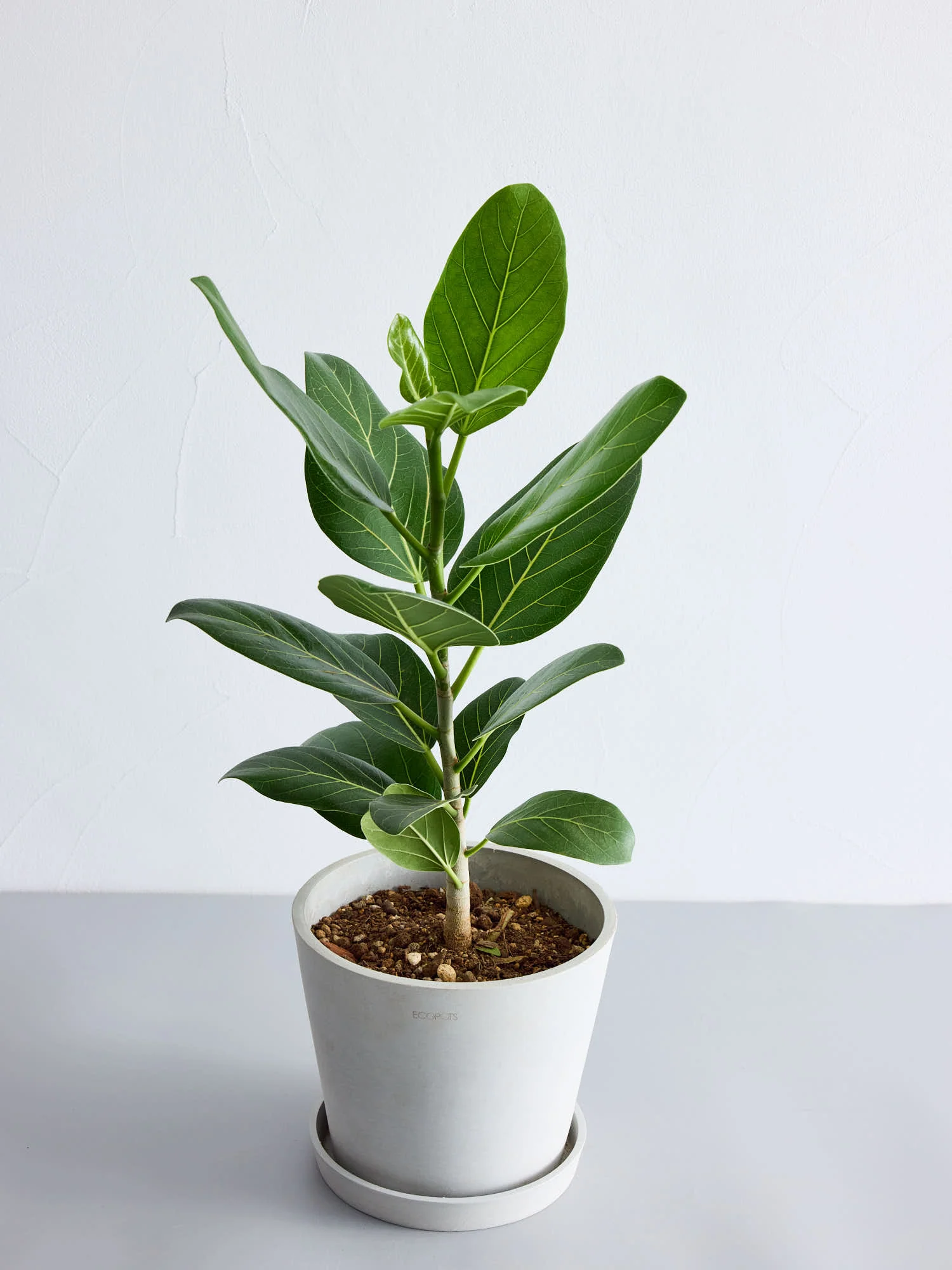 フィカス・ベンガレンシス