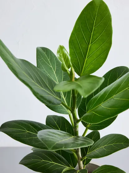 フィカス・ベンガレンシス