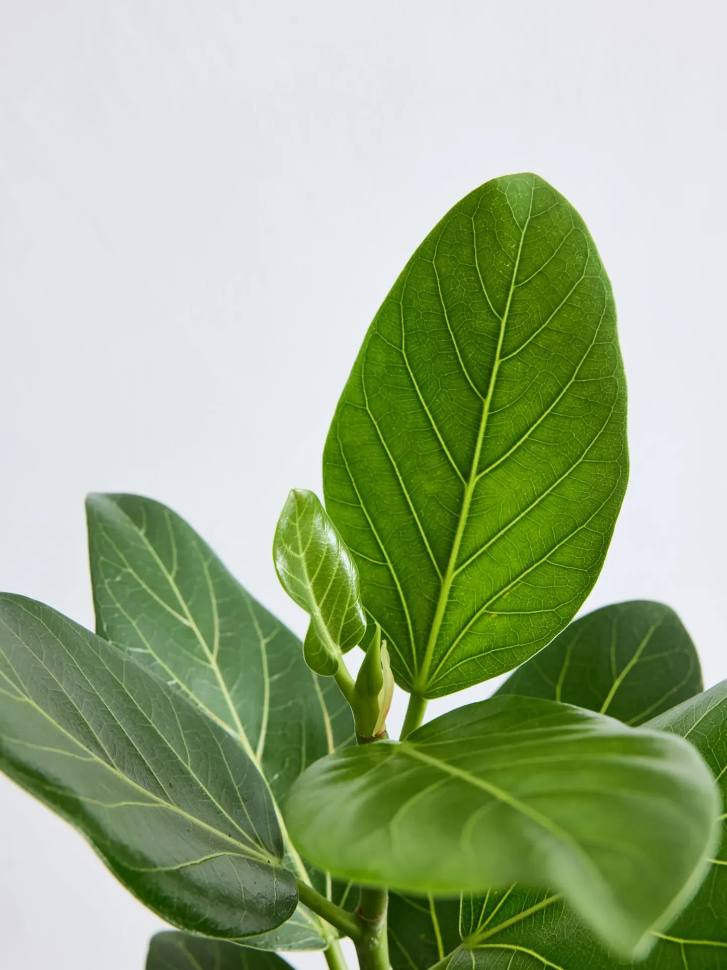 フィカス・ベンガレンシス