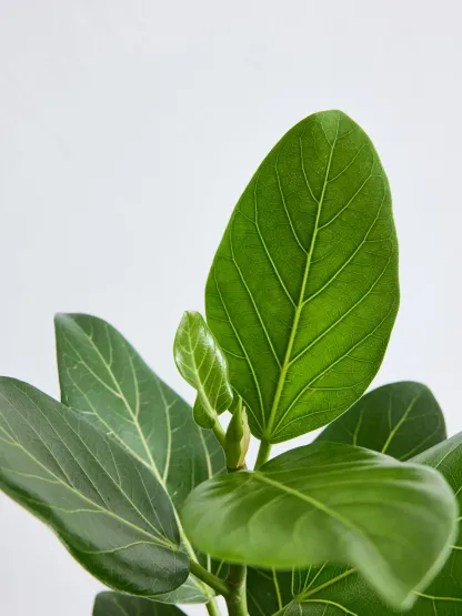 フィカス・ベンガレンシス