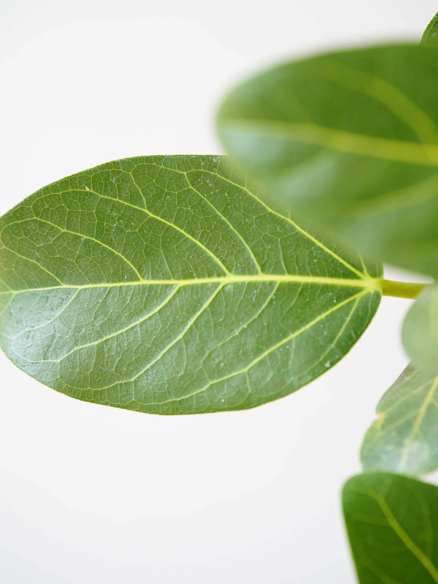 フィカス・ベンガレンシス