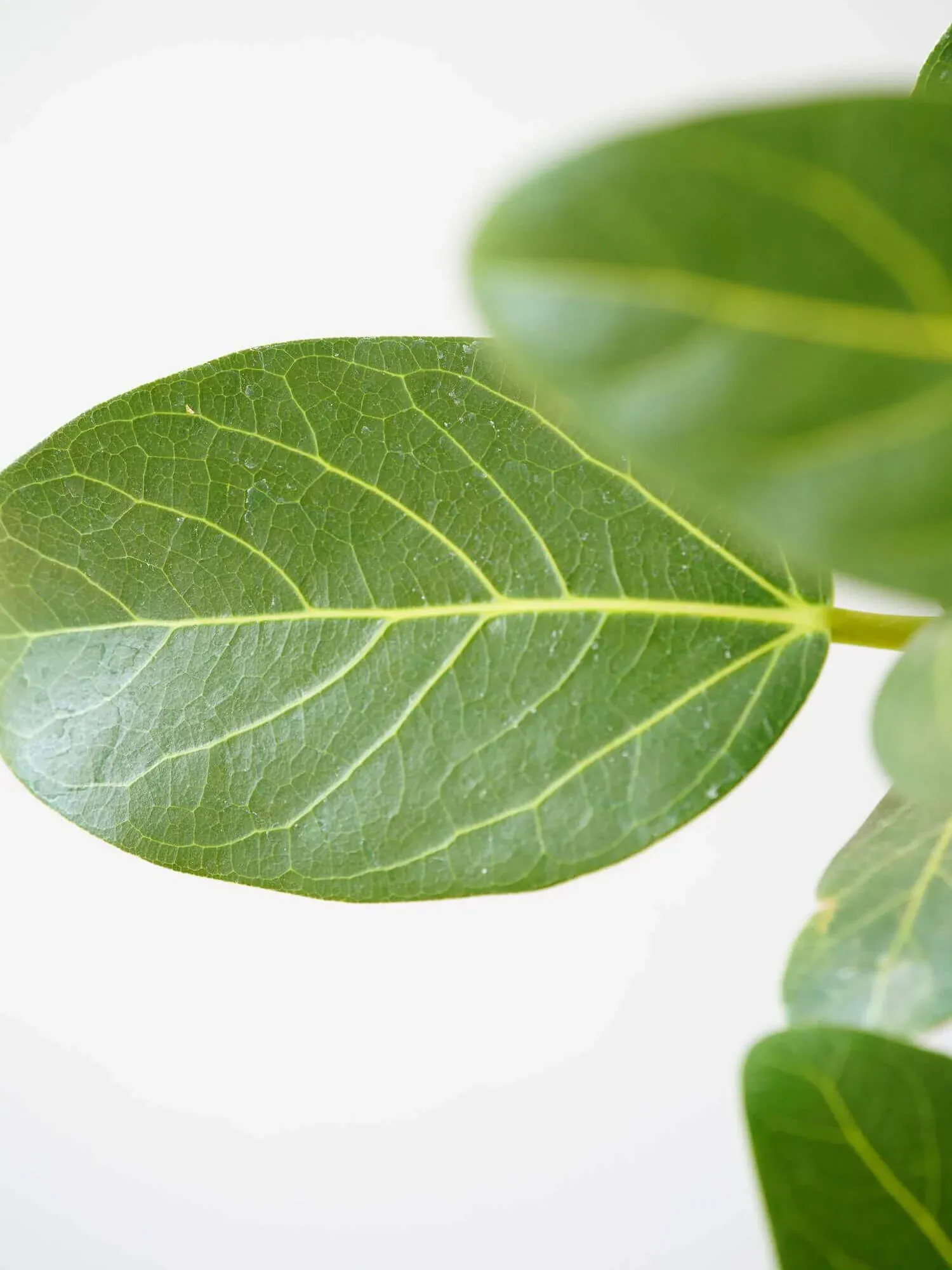 フィカス・ベンガレンシス