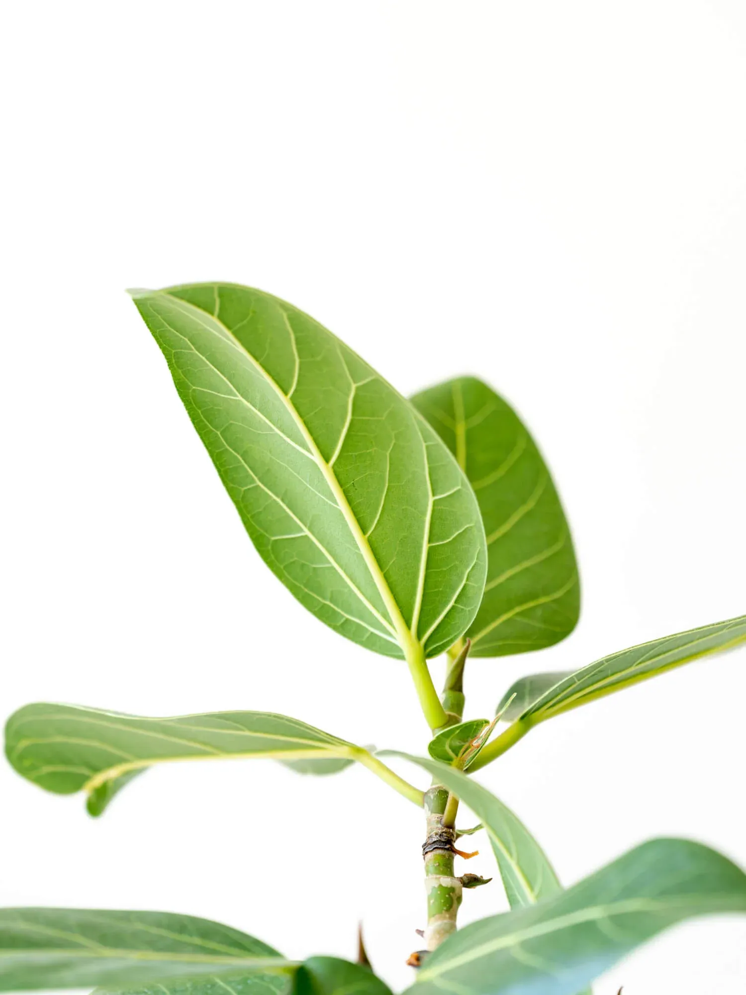 フィカス・ベンガレンシス