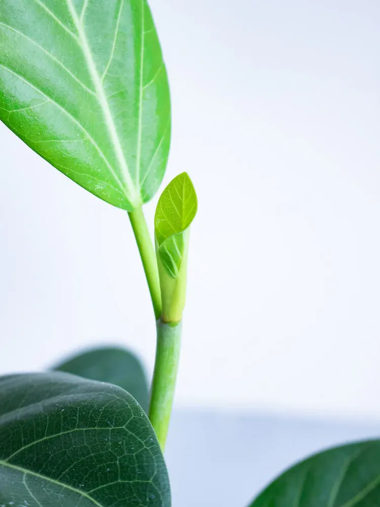 フィカス・ベンガレンシス