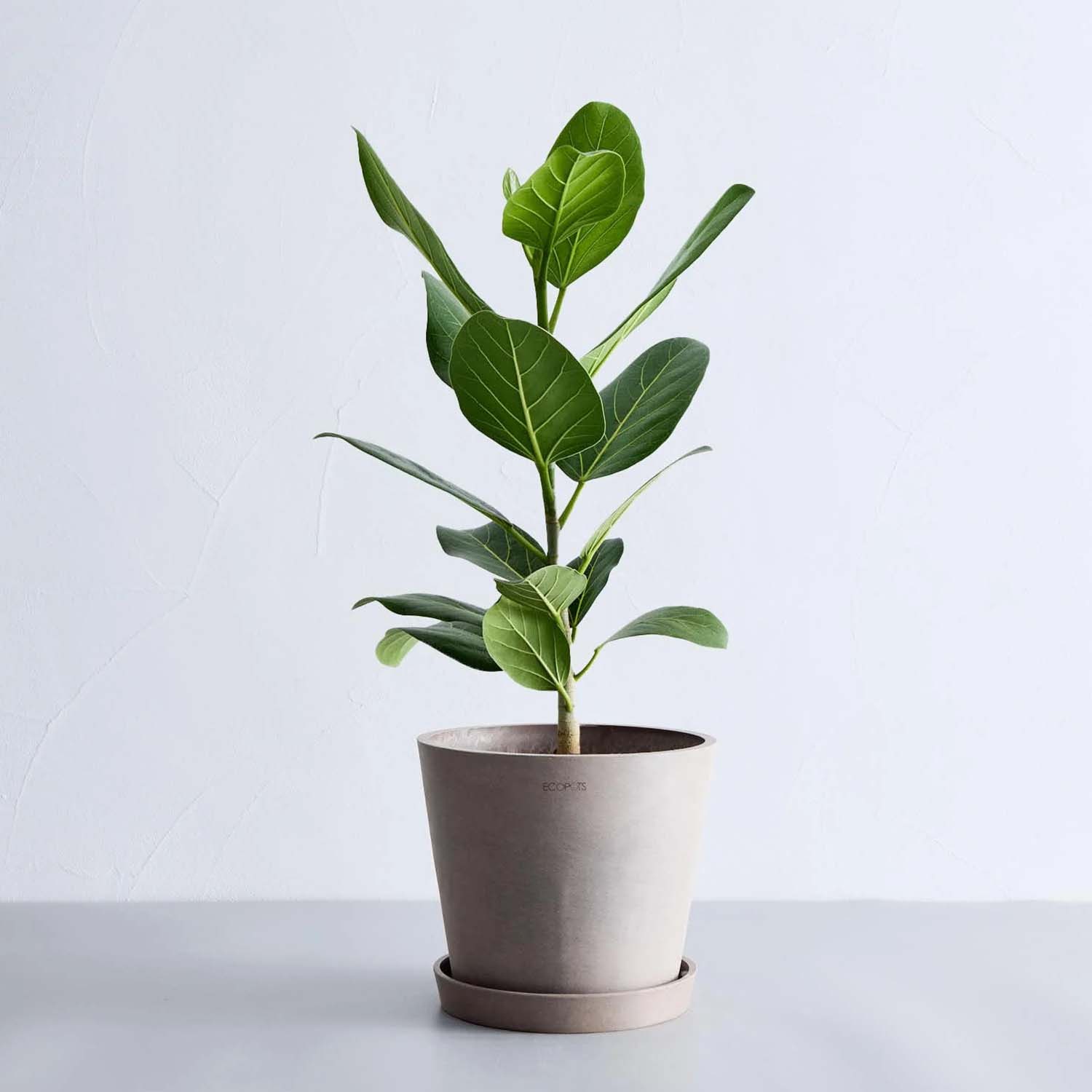 フィカス・ベンガレンシス