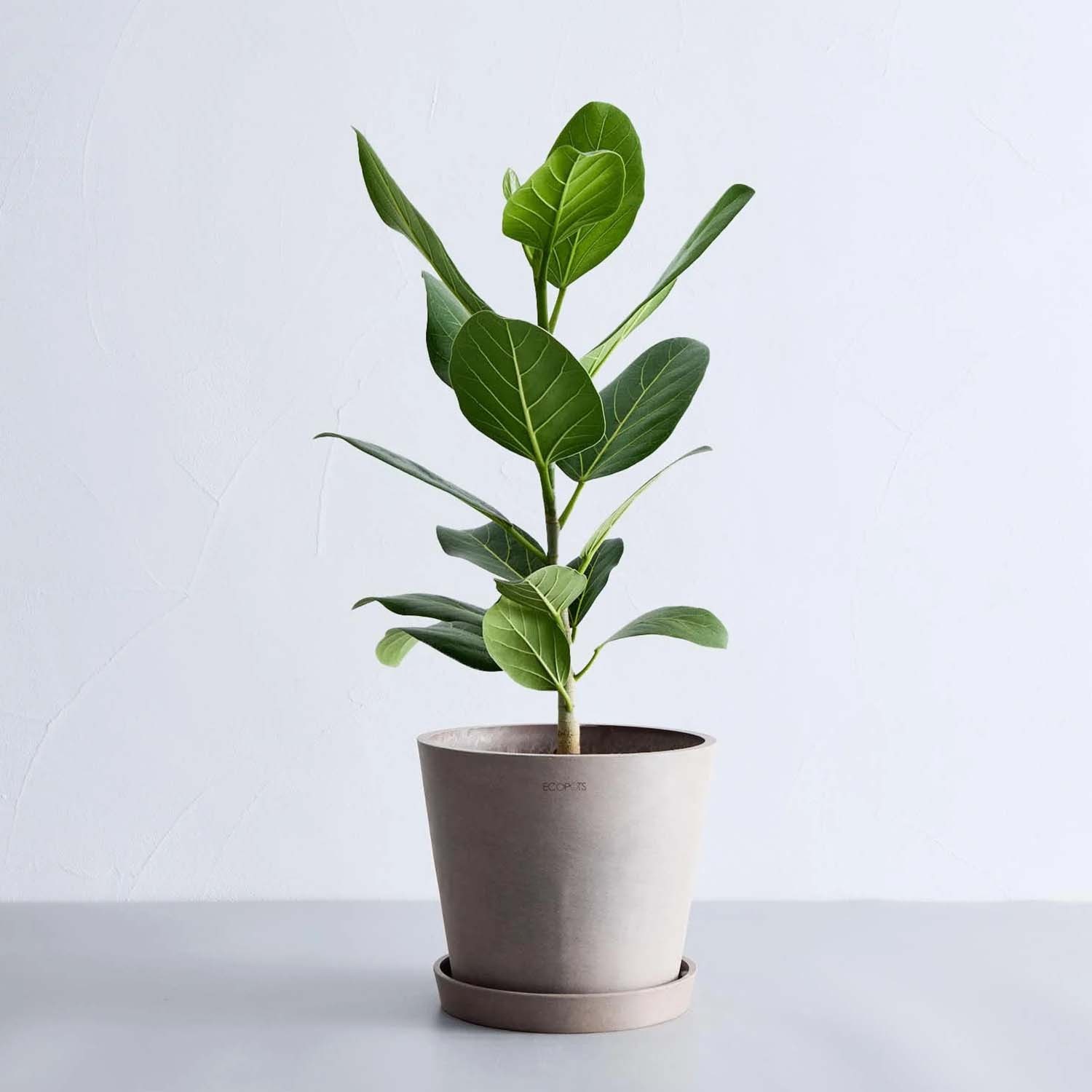 フィカス・ベンガレンシス