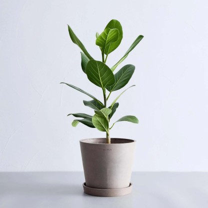 フィカス・ベンガレンシス