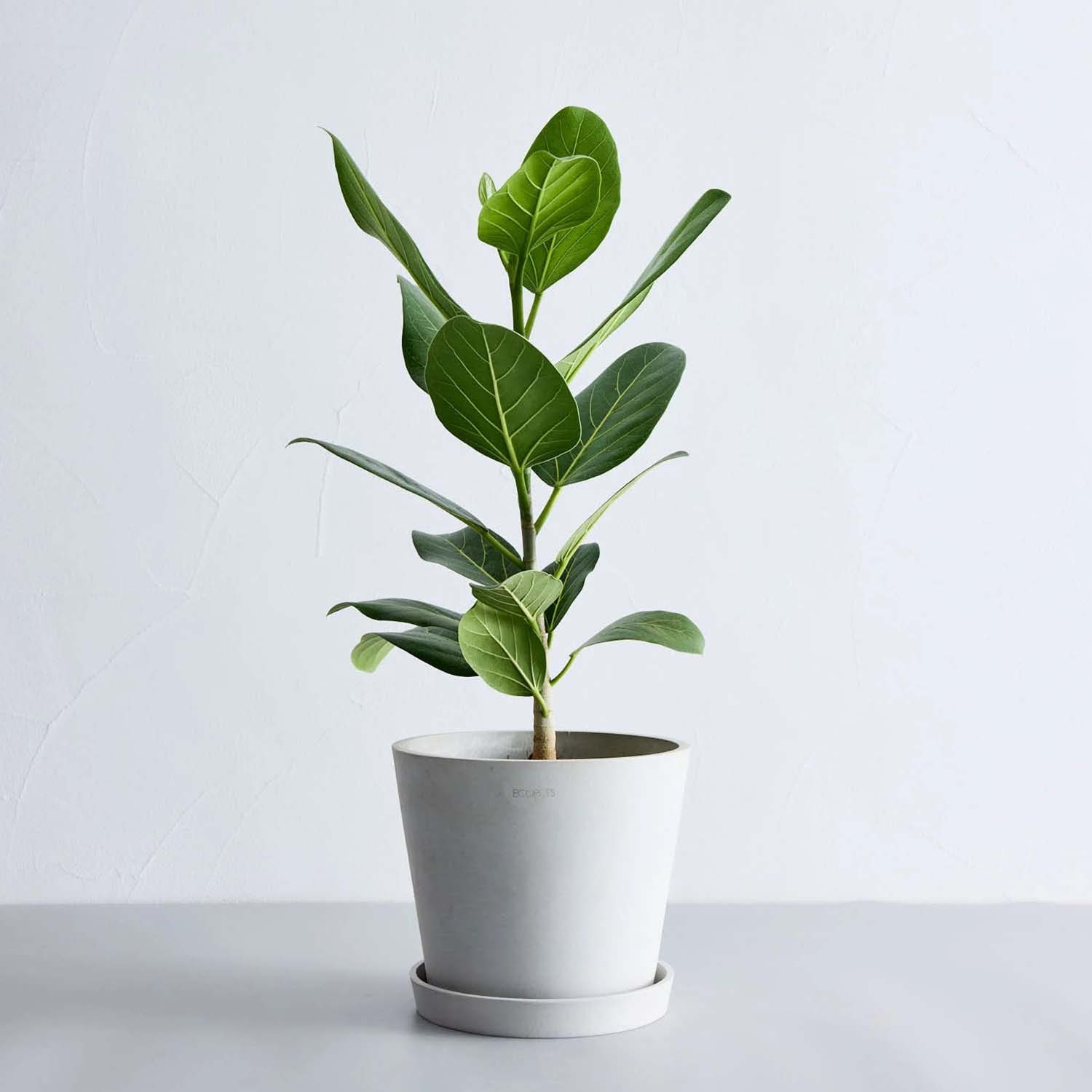 フィカス・ベンガレンシス