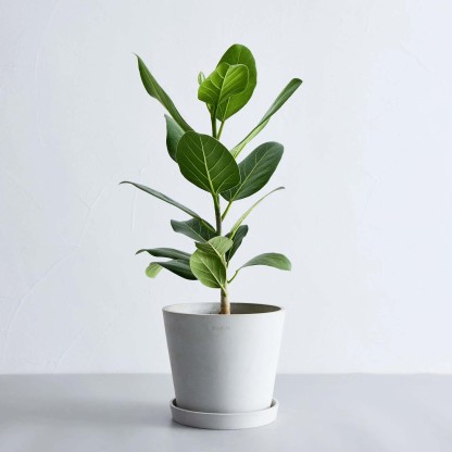 フィカス・ベンガレンシス