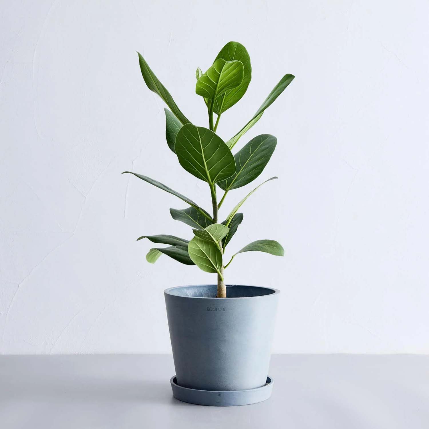 フィカス・ベンガレンシス