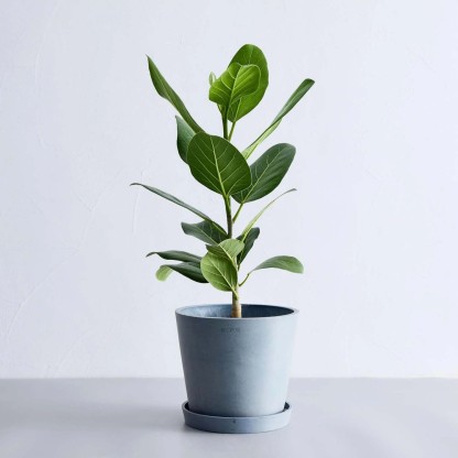 フィカス・ベンガレンシス