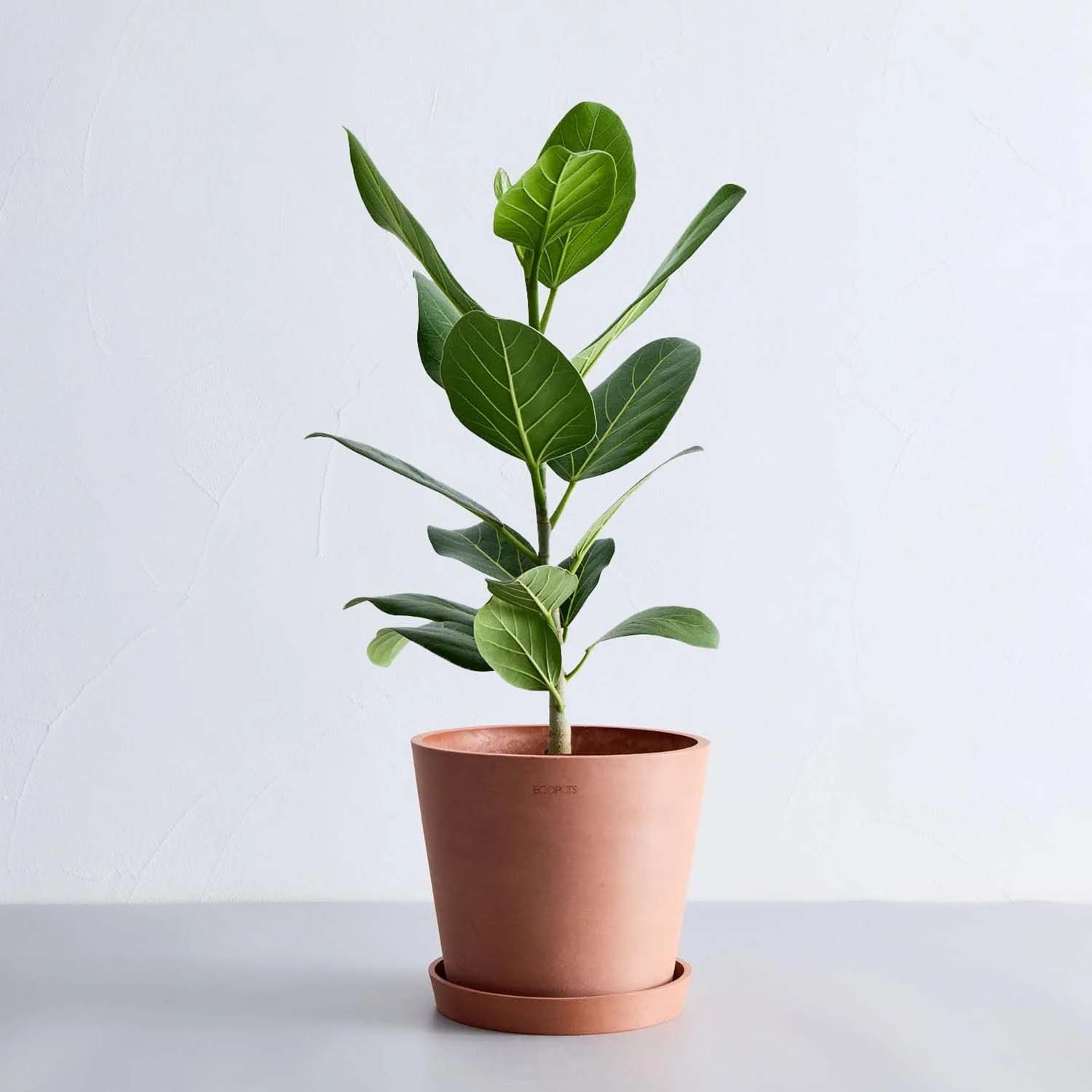 フィカス・ベンガレンシス