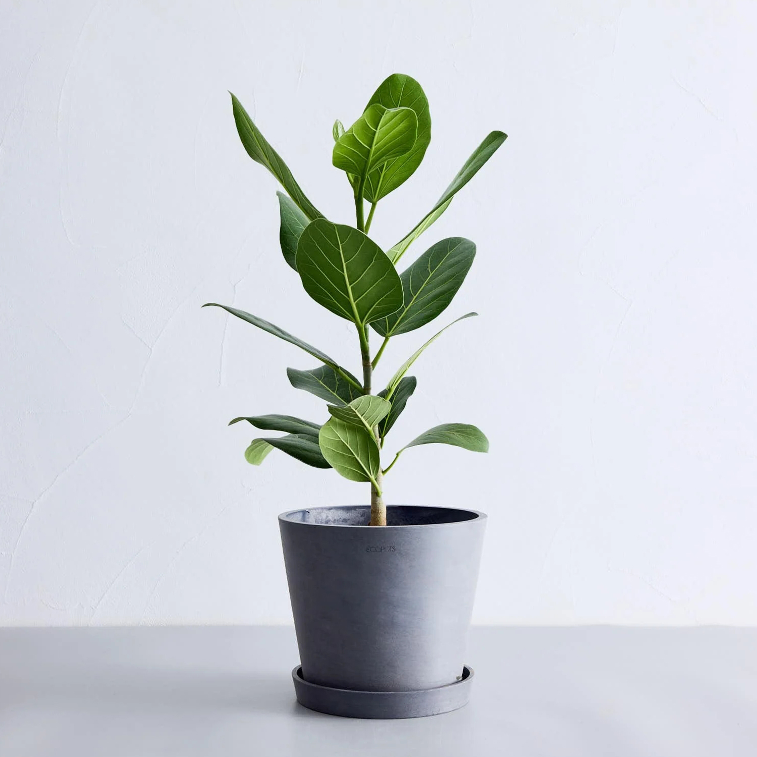 フィカス・ベンガレンシス