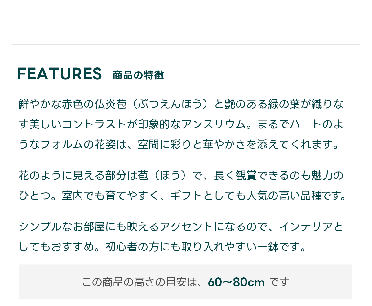 FEATURES商品の特徴 鮮やかな赤色の仏炎苞（ぶつえんほう）と艶のある緑の葉が織りなす美しいコントラストが印象的なアンスリウム。まるでハートのようなフォルムの花姿は、空間に彩りと華やかさを添えてくれます。  花のように見える部分は苞（ほう）で、長く観賞できるのも魅力のひとつ。室内でも育てやすく、ギフトとしても人気の高い品種です。  シンプルなお部屋にも映えるアクセントになるので、インテリアとしてもおすすめ。初心者の方にも取り入れやすい一鉢です。  この商品の高さの目安は、 60〜80cm です