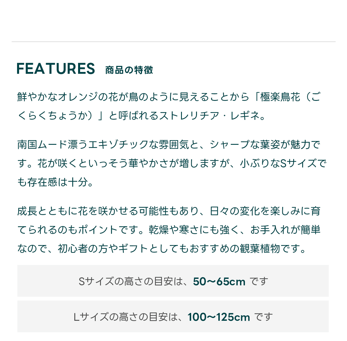 FEATURES商品の特徴 鮮やかなオレンジの花が鳥のように見えることから「極楽鳥花（ごくらくちょうか）」と呼ばれるストレリチア・レギネ。  南国ムード漂うエキゾチックな雰囲気と、シャープな葉姿が魅力です。花が咲くといっそう華やかさが増しますが、小ぶりなSサイズでも存在感は十分。  成長とともに花を咲かせる可能性もあり、日々の変化を楽しみに育てられるのもポイントです。乾燥や寒さにも強く、お手入れが簡単なので、初心者の方やギフトとしてもおすすめの観葉植物です。  Sサイズの高さの目安は、 50〜65cm です Lサイズの高さの目安は、 100〜125cm です