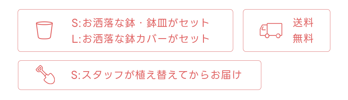 お洒落な鉢・鉢皿がセット 送料無料 スタッフが植え替えてからお届け