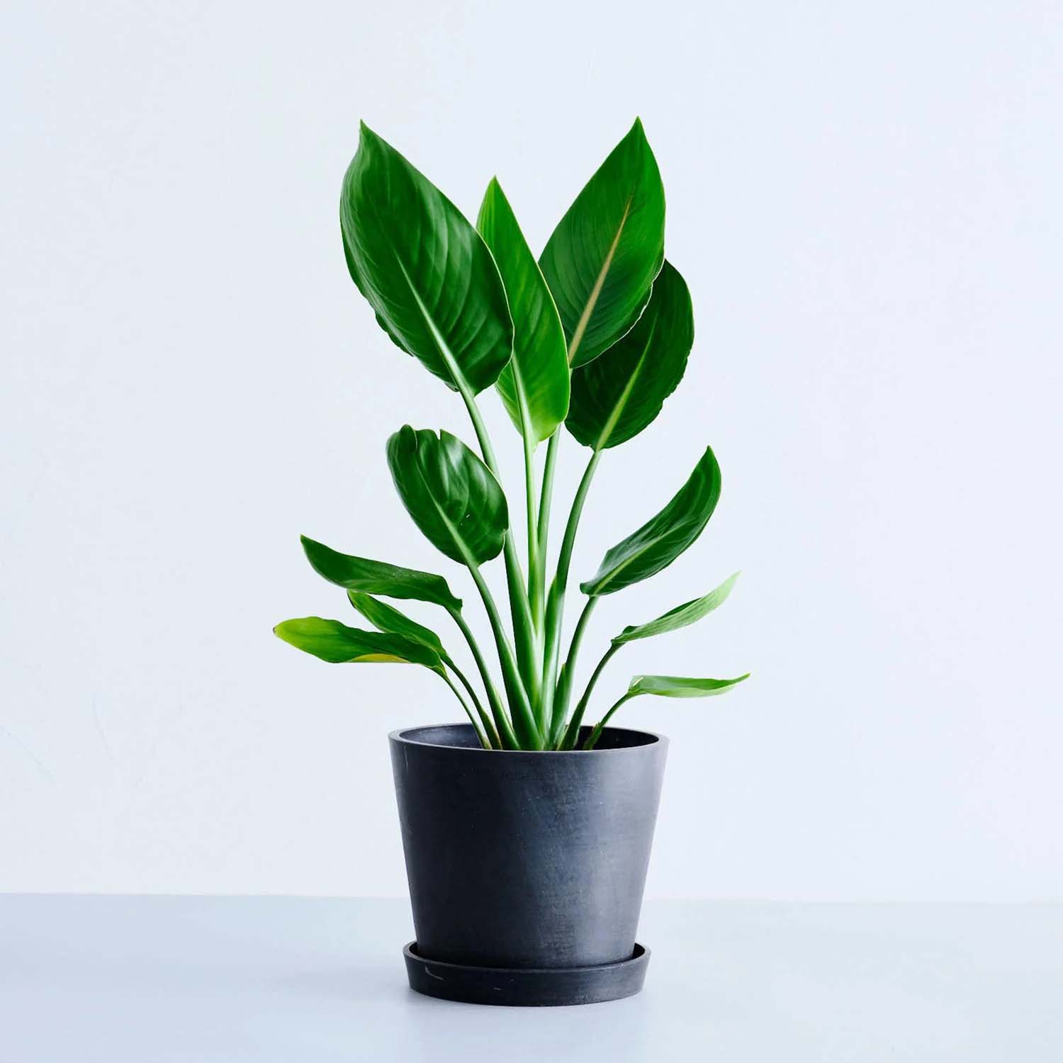 ストレリチア・レギネ | エキゾチックな雰囲気と風水効果を兼ね備えた