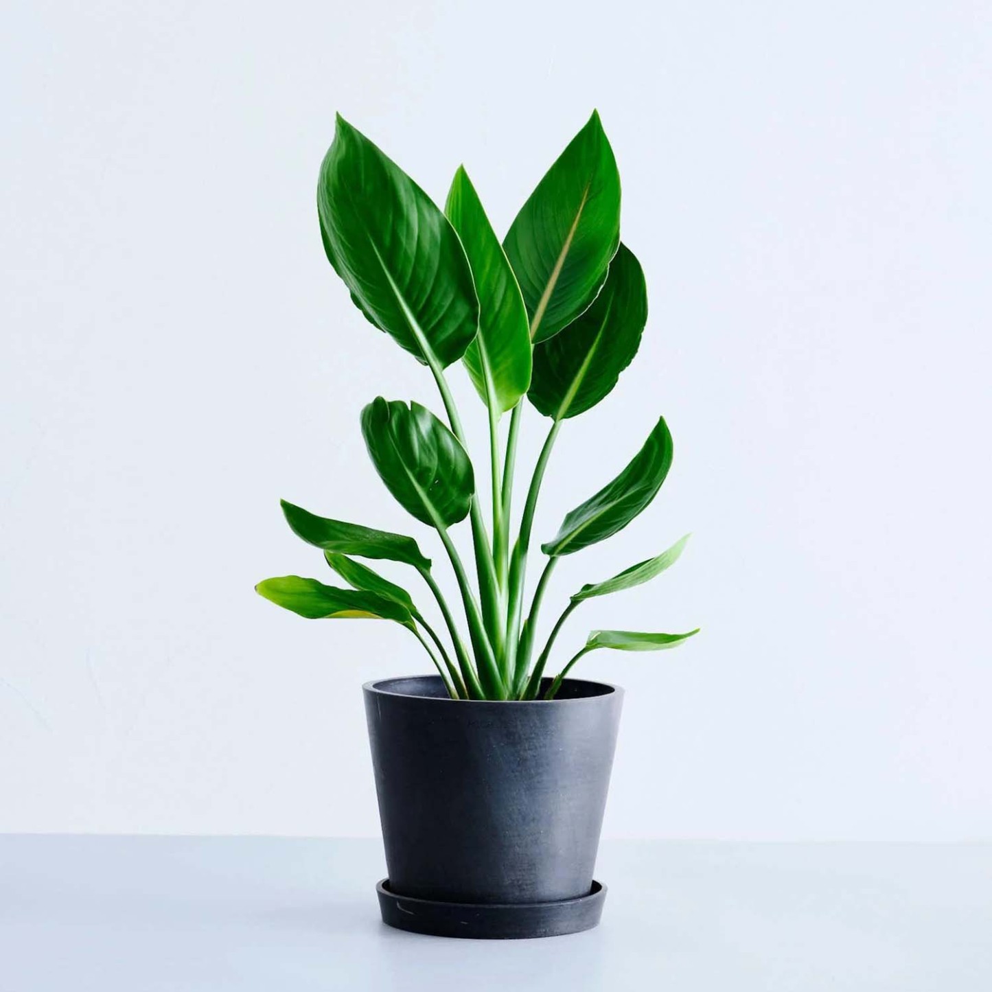 ストレリチア・レギネ