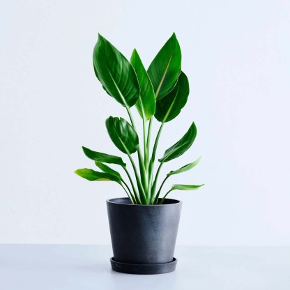 ストレリチア・レギネ