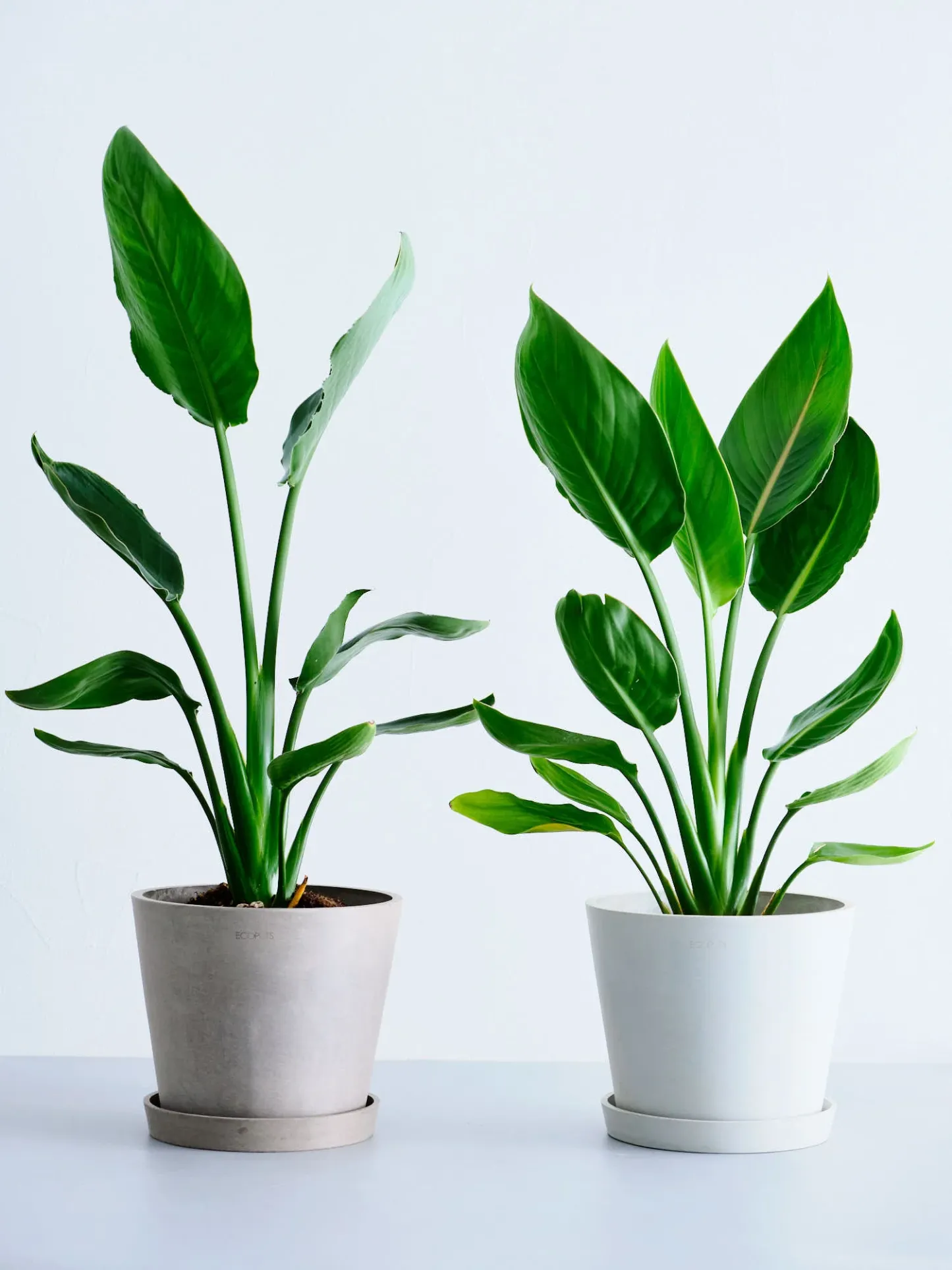 ストレリチア・レギネ