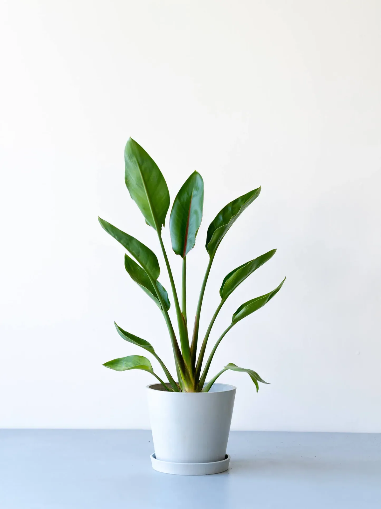 ストレリチア・レギネ