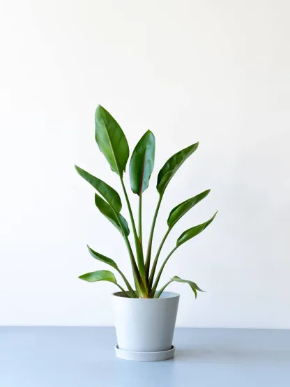 ストレリチア・レギネ