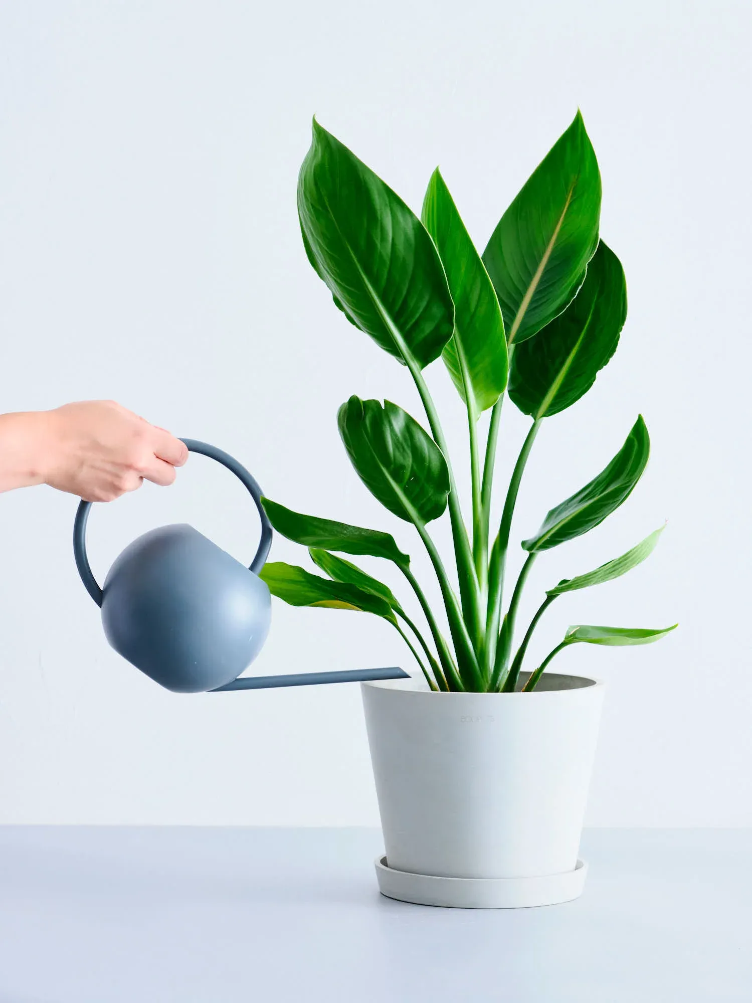 ストレリチア・レギネ