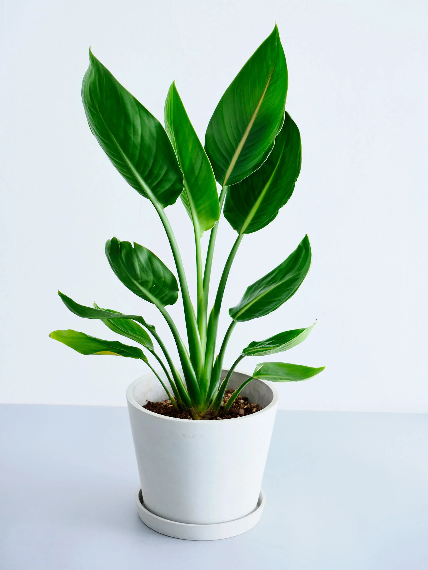 ストレリチア・レギネ