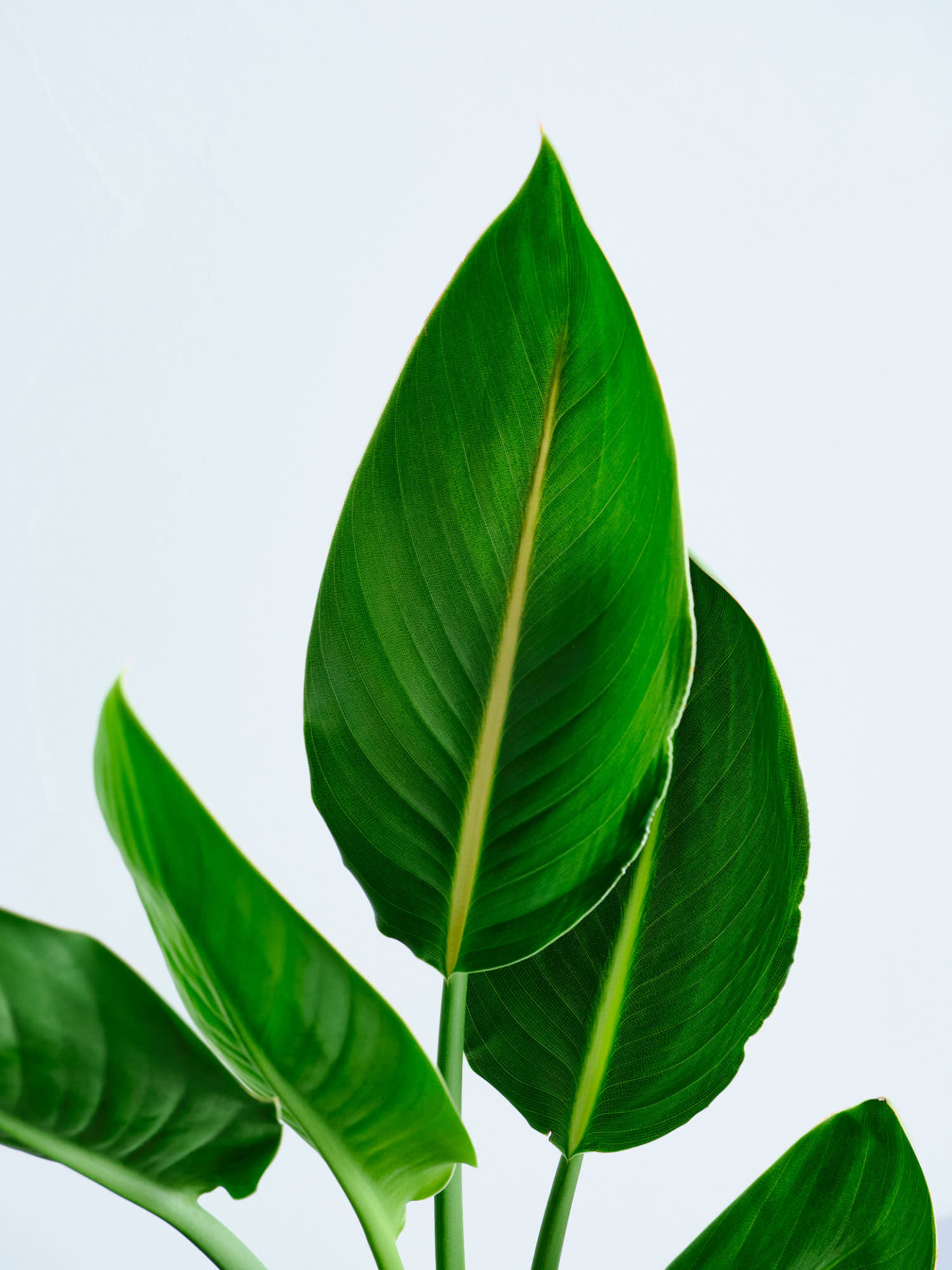 ストレリチア・レギネ