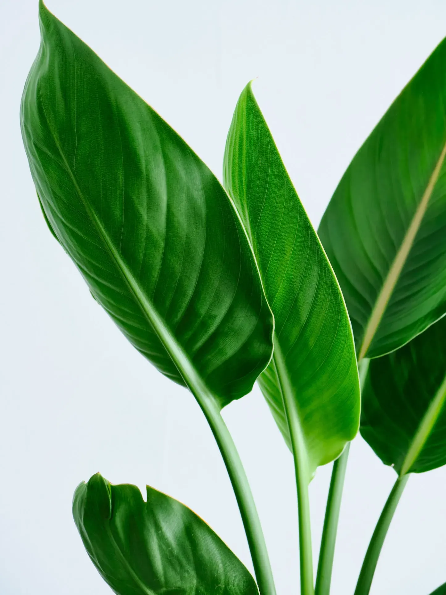 ストレリチア・レギネ