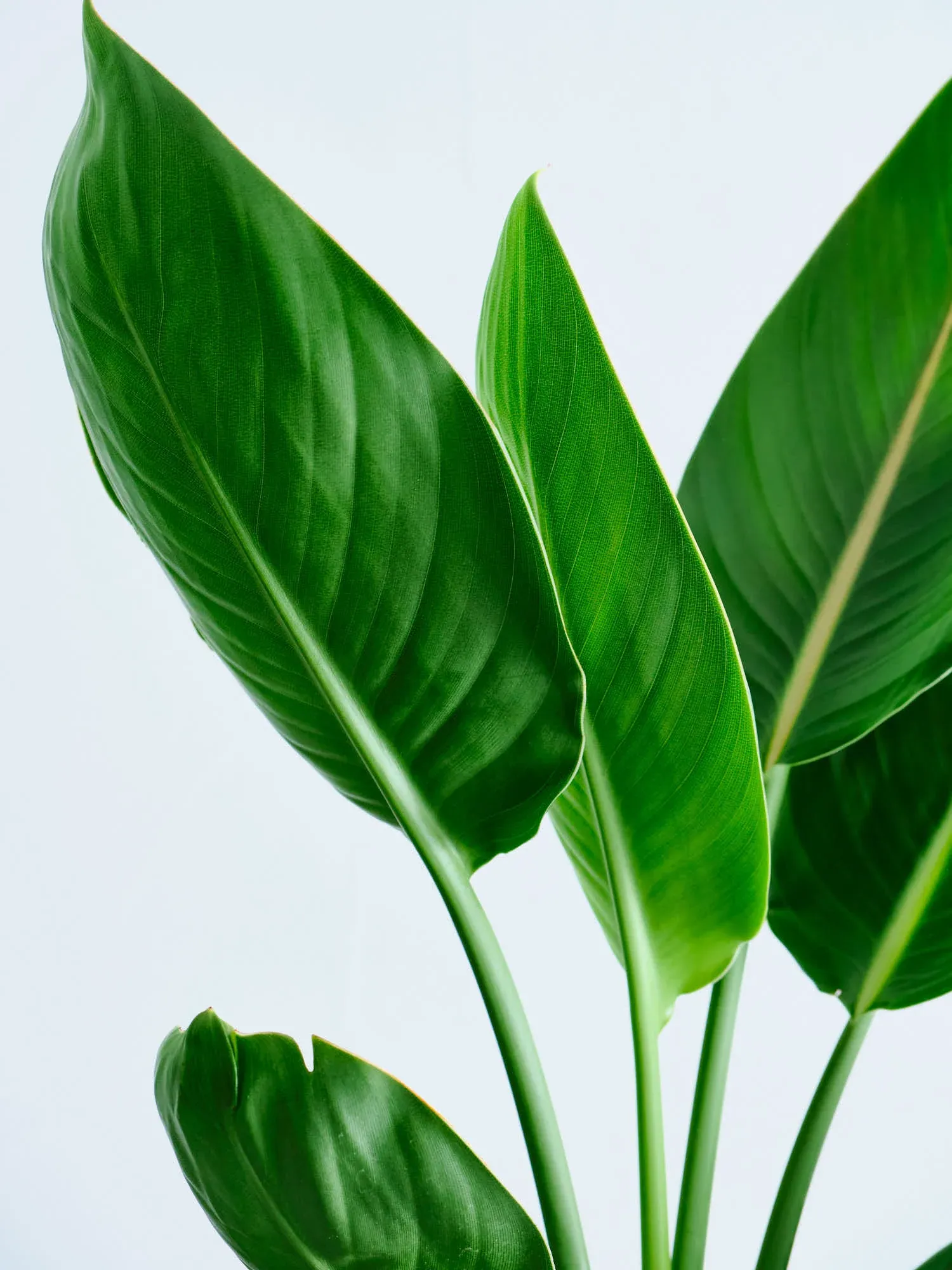 ストレリチア・レギネ